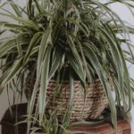 Три рослини для зниження вологості в будинку: ефективні способи боротьби з цвіллю та грибком