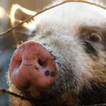 Ринок свинини: надлишку немає, ціни стрімко зростають