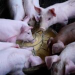 Чому свинина в Україні дорожчає?