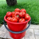 Як подвоїти врожай помідорів: один ефективний метод, щоб помідори росли плодами, а не зеленню