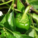 Як поливати перці для рясного врожаю