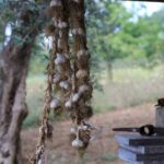 Правила сушіння часнику після збору врожаю з грядки, яка збережеться до весни