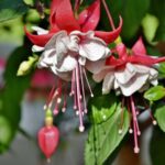 Квітка фуксія: прикмети та забобони для дому