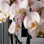 Кілька крапель молока змусять вашу орхідею пишно цвісти цілий рік.