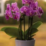 Спеція, яка оживить орхідею, яка не хоче цвісти