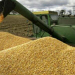 Які регіони України зазнали критичних втрат врожаю?