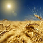 Українці скаржаться на нашестя сарани