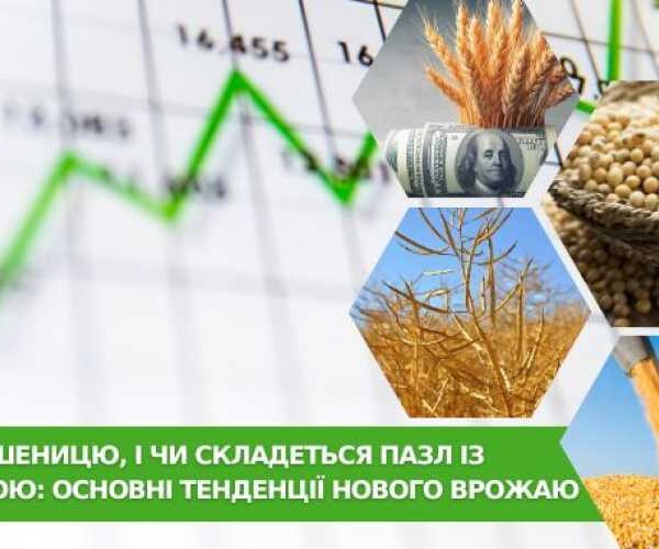 Нові тенденції врожаю: тиск на пшеницю, і чи зійде головоломка кукурудзи ?