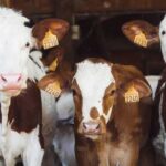 Названо найдоцільніші маршрути експорту великої рогатої худоби з України