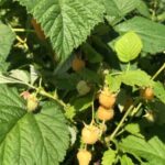 Рясний урожай на наступний рік. Три дії з малиною після плодоношення