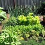 Повторний посів у серпні – що можна садити?