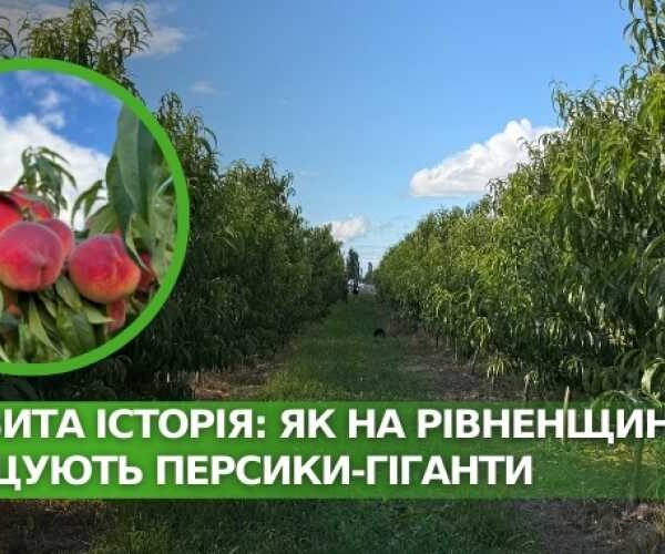 Соковита історія: як вирощують велетенські персики на Рівненщині