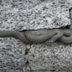 Чому змії обирають вашу місцевість і як цьому запобігти?