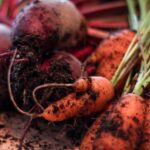 Чому збір буряка та моркви в один день не завжди є правильним рішенням, а коли це стає помилкою?