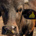 Сільськогосподарські виробники активно розвивають тваринництво, що формує ціни на кукурудзу