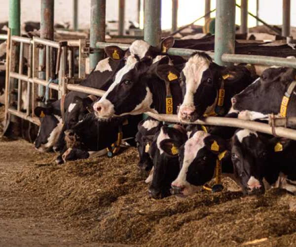 Поголів’я великої рогатої худоби в Україні скорочувалося майже на 200 тисяч голів на рік