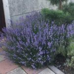 4 помилки у вирощуванні лаванди, які призводять до її загибелі