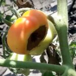 Низ помідорів згнив – у них верхня гниль