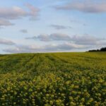 Навіщо сіяти сидерати у вересні: натуральне добриво для виснаженого ґрунту