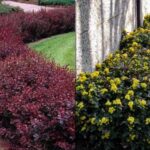 Росте навіть на каменях: 7 розкішних чагарників для неродючого ґрунту