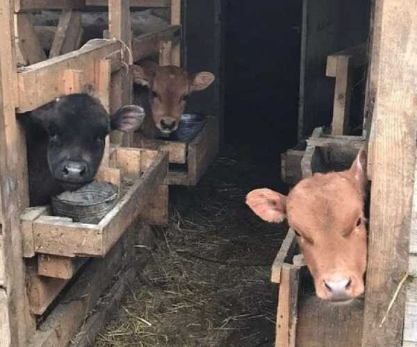 На Волині розпочалася комісійна реєстрація сільськогосподарських тварин у громадах