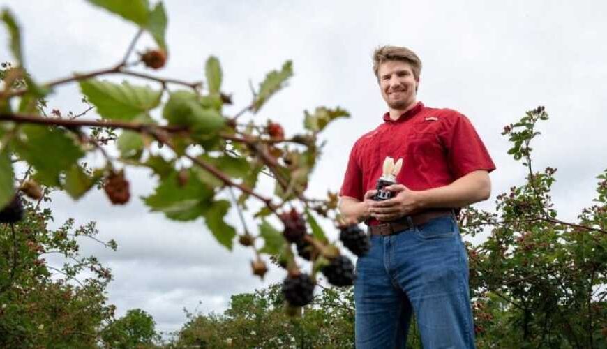 Новий робот для збору ягід може революціонізувати вирощування ягід
