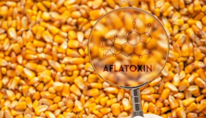 Вчені пропонують рішення для ефективної ідентифікації мікотоксинів