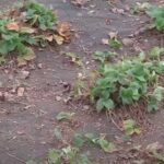 Заборонено садити полуницю після полуниці. Як відновити та очистити ґрунт у цьому місці.