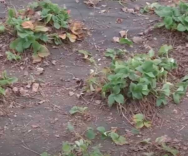 Заборонено садити полуницю після полуниці. Як відновити та очистити ґрунт у цьому місці.