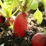 Які овочі та зелень слід садити після цибулі в серпні?