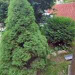 Вороги біля коріння: ці дерева не можна садити поруч у жодному разі – перевірте свій сад