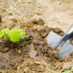 Які роботи чекають на дачі на початку літа?