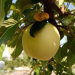 Якщо листя на яблуні жовтіє раніше терміну: що шукають шкідники в корінні