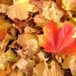 Календар дачника. Чим зайнятися у жовтні?