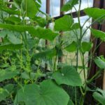 Як змусити несолодкі огірки стати солодкими: простий агроприйом для дачників і не лише