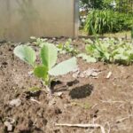 Коли земля каже вистачить: ознаки, що грядку час дати спокій