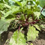 Як звичайна сіль може врятувати ваш урожай буряків: полив, який творить дива