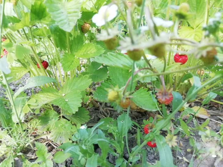 Як змусити суницю плодоносити все літо: потрібно лише вчасно обірвати це земляника