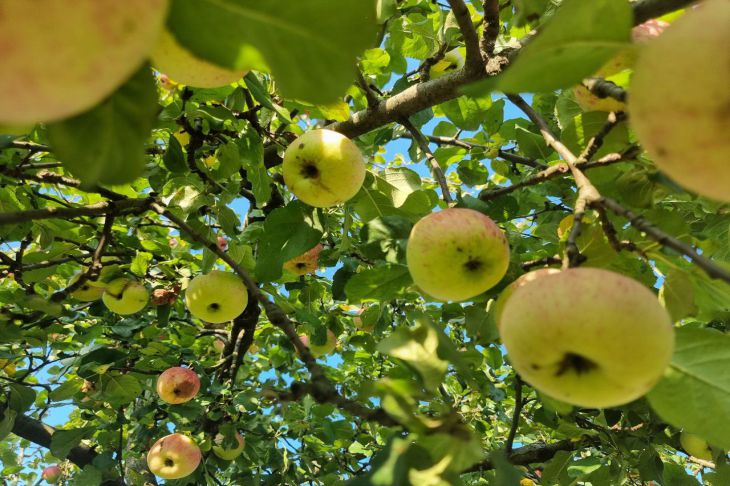 Як змусити яблуню плодоносити за допомогою одного удару: метод наших дідів яблоня