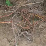 Чому коріння дерева вилазить на поверхню: тривожний знак, який не можна ігнорувати