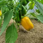 Чому огірки та перець — вороги: які культури ненавидять одна одну на дух