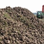 Яна Кавушевська: “Український ринок цукру збереже конкурентоздатність та матиме майбутнє”