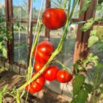 Чому помідори потрібно садити «в шкарпетки»: дивний метод, який збільшує врожайність у 2 рази