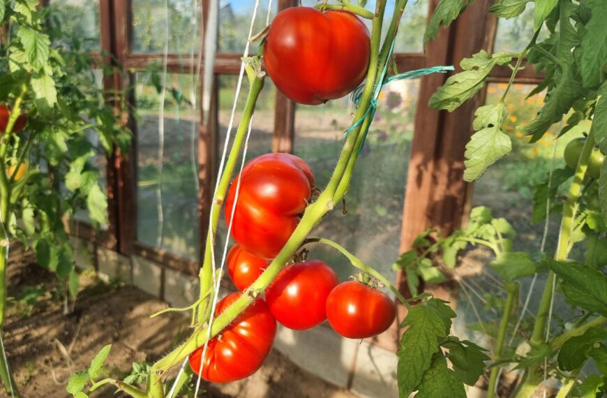 Чому помідори потрібно садити «в шкарпетки»: дивний метод, який збільшує врожайність у 2 рази