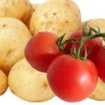 Вчені: Частина родоводу картоплі — від помідора