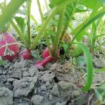 Що садити після редьки: швидка ротація для найбільш зайнятих городників