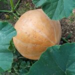 Чим зайняти грядку після гарбуза: що буде добре рости на&hellip;