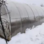 Як правильно доглядати теплицю взимку: поради експертів