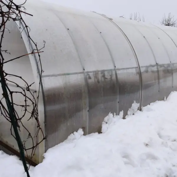 Як правильно доглядати теплицю взимку: поради експертів