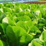 Юні аграрії в дії: розвиток малого фермерства в умовах воєнного&hellip;